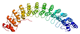 Структура анкирина 1