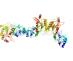 Представлено на основе  PDB 2PV0.