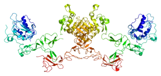 Структура белка ErbB-4.