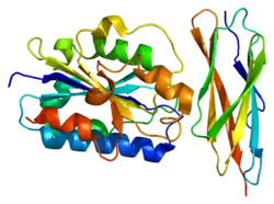 PDB прорисовано на основе 1t0p.