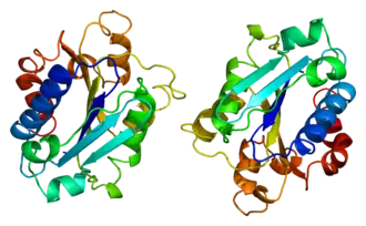 Структура молекулы ITGAM