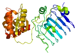 PDB прорисовано на основе 2bx6.