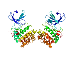 Представлено на основе  PDB 3A60.