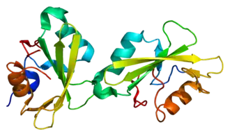 Структура белка SH2B1.