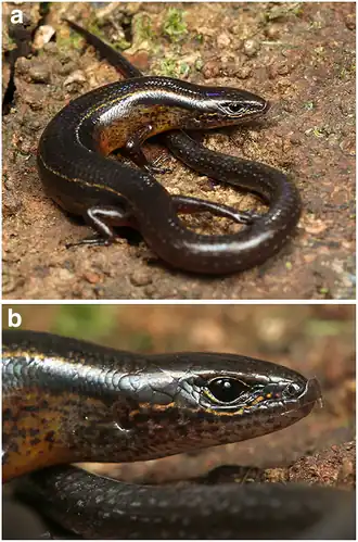 Protoblepharus apatani