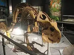 Протоцератопс