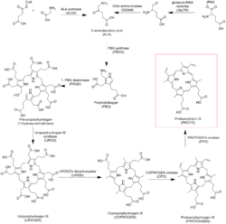 Протопорфирин IX. Путь биосинтеза.
