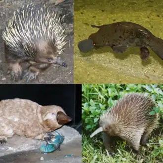 1-й ряд: австралийская ехидна, утконос;
2-й ряд: Steropodon galmani, проехидна Брюйна