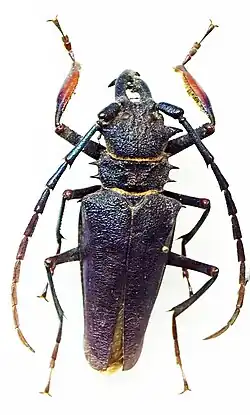 Psalidognathus friendii