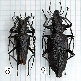 Psalidognathus modestus