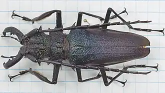 Psalidognathus sallei