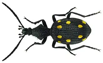 Жужелица Psecadius eustalactus