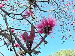 Ветвь с соцветиями. Куба, Сьенфуэгос, Ботанический сад Сьенфуэгоса[исп.], дендрарий, в культуре