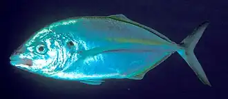 Зубатый каранкс (Pseudocaranx dentex)