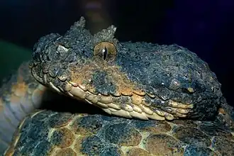 Pseudocerastes persicus — персидская ложнорогатая гадюка