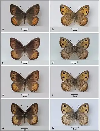 Бархатница мамурра