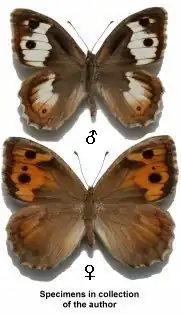 Самец и самка Pseudochazara anthelea