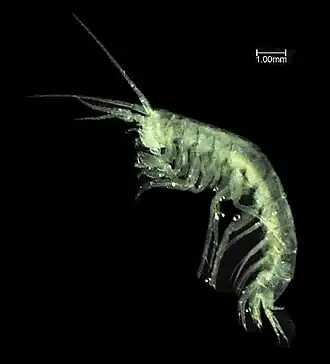 Pseudocrangonyx akatsukai