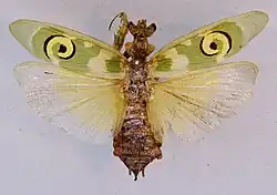 Глазчатые пятна на передних крыльях богомола Pseudocreobotra ocellata