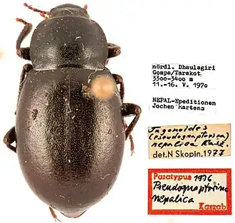 Pseudognaptorina nepalica, самец