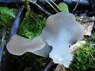 Плодовые тела ложноежовика со слабо выраженной ножкой.Британская Колумбия, Канада