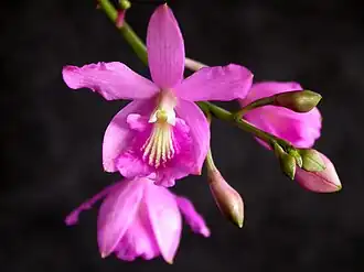 Цветки Pseudolaelia corcovadensis—типового вида рода