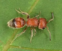 Pseudomethoca frigida