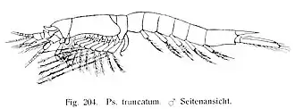 Pseudomma truncatum