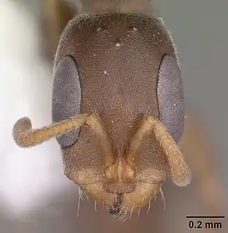 Pseudomyrmex cubaensis