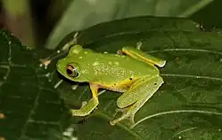 Pseudophilautus femoralis