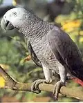 Африканский серый попугай
