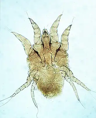 Psoroptes cuniculi