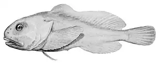 Psychrolutes marcidus