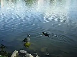 Птицы на озере Езёрак