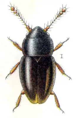 Ptiliinae