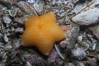 Pteraster capensis