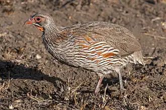 Серобрюхий турач (Pternistis rufopictus)