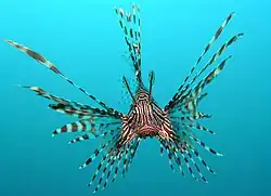 Pterois volitans
