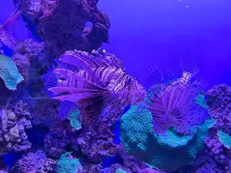 Полосатая крылатка