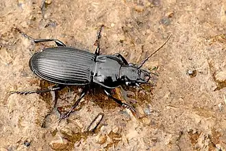 Pterostichus niger