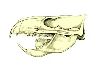 Череп птилодуса