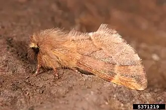 Перистоусая хохлатка