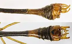 Гениталии самца Ptychoptera albimana