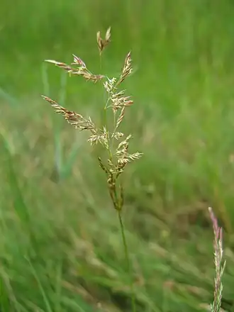Бескильница расставленная (Puccinellia distans)