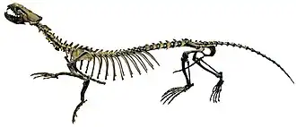 Реконструированный скелет Puijila darwini