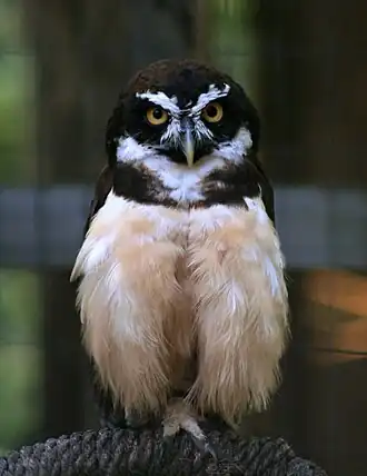 Очковая неотропическая сова