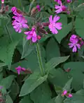 Смолёвка двудомная  (Silene dioica)