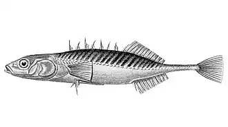 Pungitius stenurus