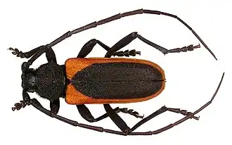 Краснокрыл Келера