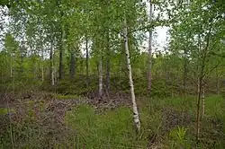 Могильный холм № 11135